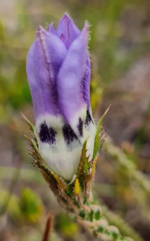 Roella ciliata opening soon